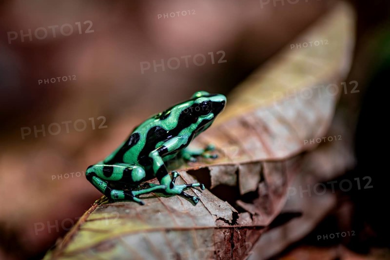 Green and black poison dart frog (Dendrobates auratus) on a leaf, Heredia Province, Costa Rica, Central America
