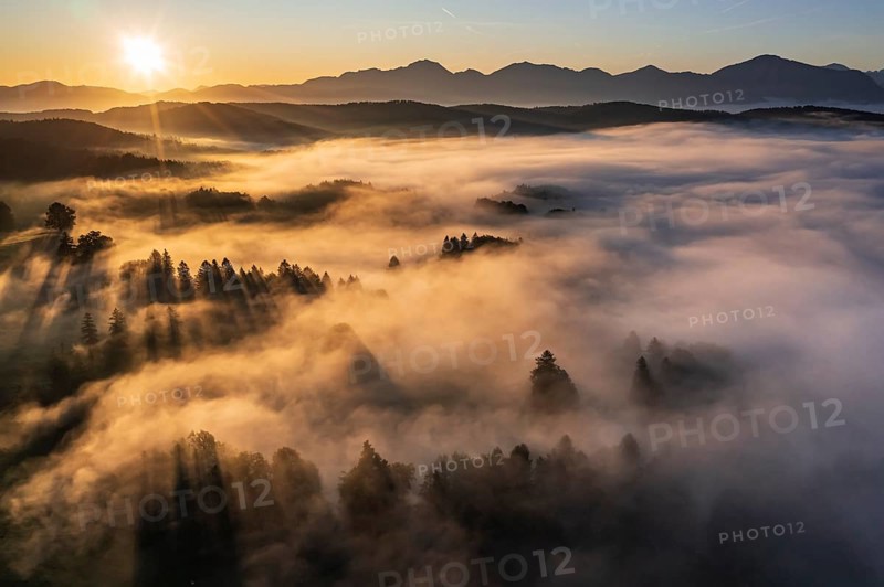 Aerial view of trees in fog in front of mountains, sunrise, summer, view of Benediktenwand and Jochberg, Alpine foothills, Upper Bavaria, Bavaria, Germany, Europe