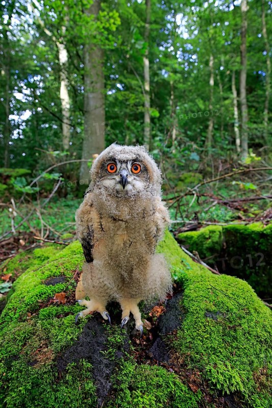 Eurasian Eagle-owl (Bubo bubo), juvenile, subadult, sitting on rocks, attentive, Eifel, Germany, Europe