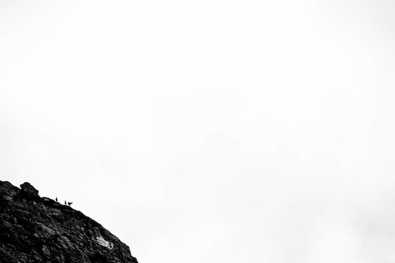 Three chamoises (Rupicapra rupicapra) on rocks in front of a white sky, Tschagguns, Rätikon, Montafon, Vorarlberg, Austria, Europe