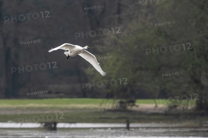 Tundra swan (Cygnus bewickii), flying, Emsland, Lower Saxony, Germany, Europe