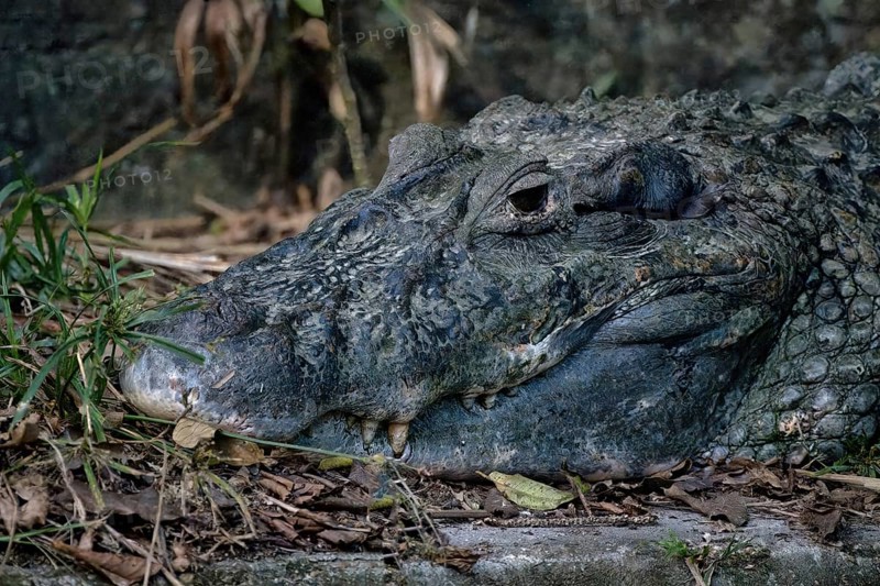 Head shot of a Black caiman, Melanosuchus niger, Amazon basin, Brazil, South America