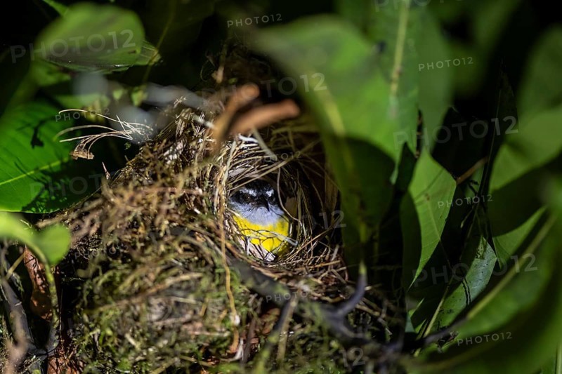 Sulphur-masked tyrant (Pitangus sulphuratus) sitting in its nest at night, at night in the tropical rainforest, Puntarenas province, Costa Rica, Central America