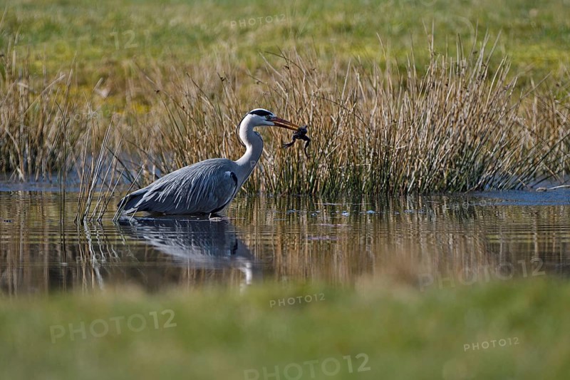 Grey heron (Ardea cinerea), hunting, with captured Common Frog, rz, Dingdener Heide nature reserve, North Rhine-Westphalia, Germany, Europe