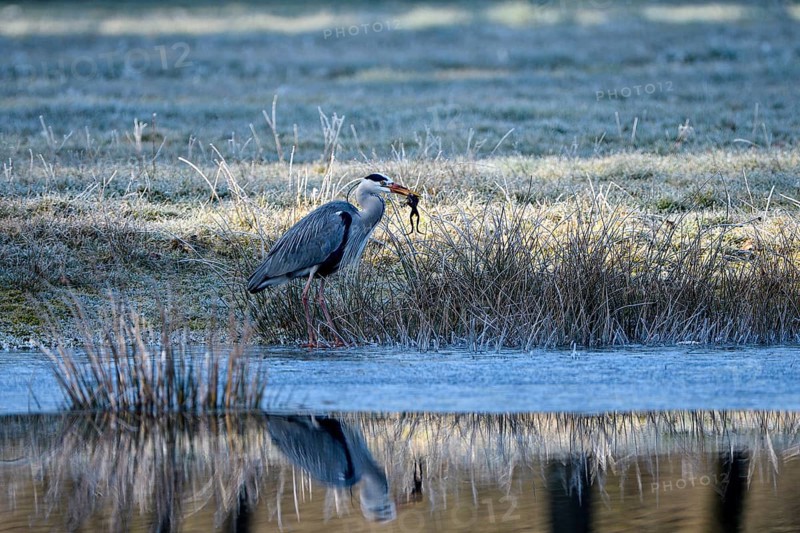 Grey heron (Ardea cinerea), hunting, with captured Common Frog, reflection in the water, Dingdener Heide nature reserve, North Rhine-Westphalia, Germany, Europe