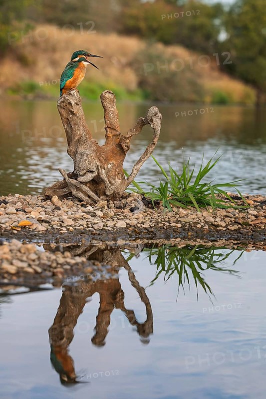 Kingfisher (Alcedo atthis) young male on root, hunting, habitat, habitat, searching for food, shallow water zone, flying gem, sunrise, portrait, Middle Elbe Biosphere Reserve, Saxony-Anhalt, Germany, Europe