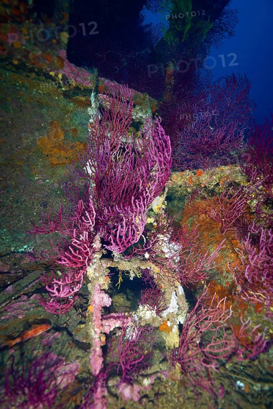 Purple Violescent sea-whip (Paramuricea clavata) cover the wreck and create a lively picture, dive site Wreck le Donator, Giens Peninsula, Provence Alpes Côte d'Azur, France, Europe