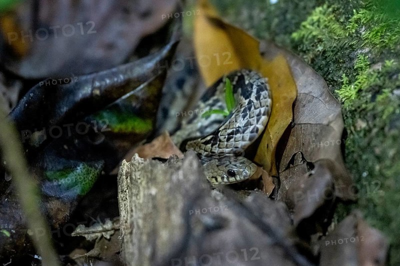 Adder (Colubridae), snake on the forest floor, tropical rainforest, Corcovado National Park, Osa Peninsula, Puntarena Province, Costa Rica, Central America