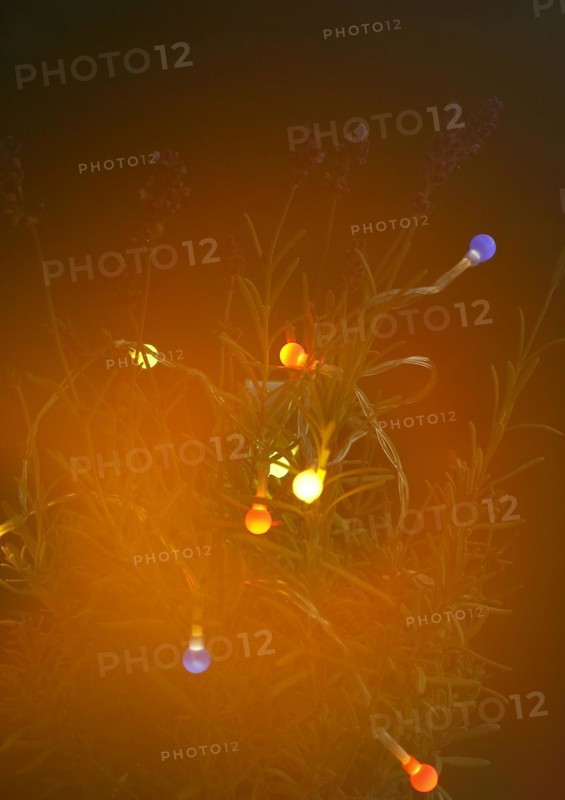Lavender (Lavandula), with fairy lights and bokeh, North Rhine-Westphalia, Germany, Europe