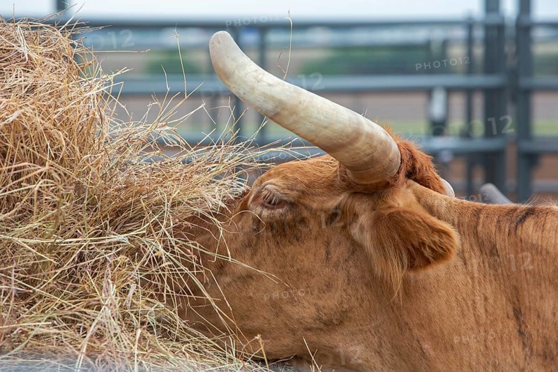 Oklahoma City, Oklahoma, Livestock used in the Great Plains Rodeo, an annual gay rodeo that features traditional rodeo competition while emphasizing the camaraderie of the LGBTQ community