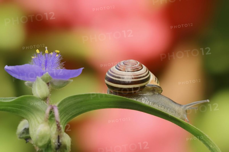 Grove snail (Cepaea nemoralis) on garden three-master flower (Tradescantia andersoniana), flower, ornamental plant, North Rhine-Westphalia, Germany, Europe