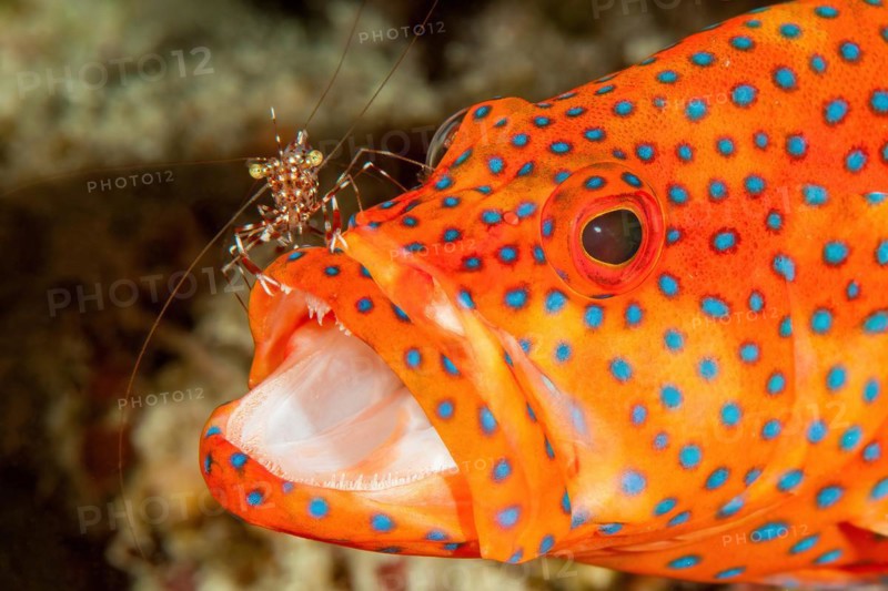 Cleaner shrimp Bruun's partner shrimp (Urocaridella antonbruunii) removes parasites from head of vermillion seabass (Cephalopholis miniata) opens mouth showing small pointed teeth at cleaning station in coral reef, Pacific, Oceania, Yap Island, Yap State, FSM Federated States of Micronesia, Australia, Oceania