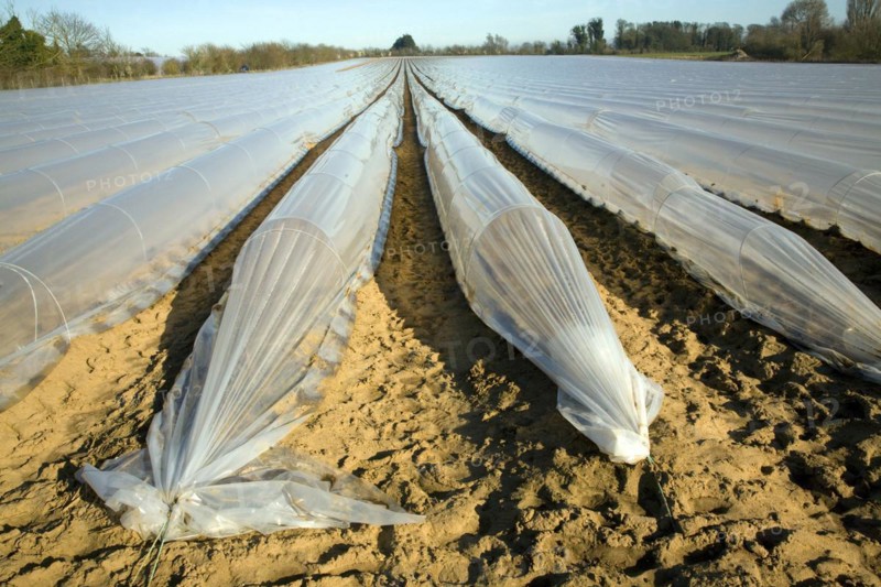 Plastic sheeting cloches protecting early vegetable crop in field, Hollesley, Suffolk, England, United Kingdom, Europe