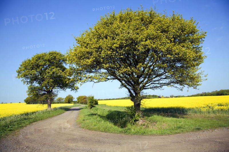 Oak tree in spring flower with yellow flowers of oil seed rape growing in field, Suffolk, England, UK