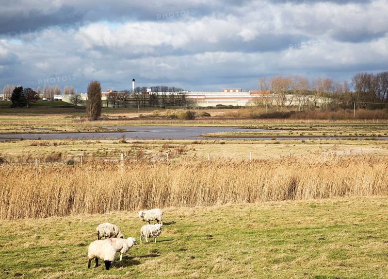 Sheep grazing wetland marshes landscape next to HMP Warren Hill prison, Hollesley Bay, Suffolk, England, UK