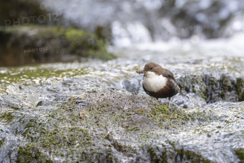 White-throated Dipper (Cinclus cinclus), at a torrent with larvae in its beak, Rhineland-Palatinate, Germany, Europe