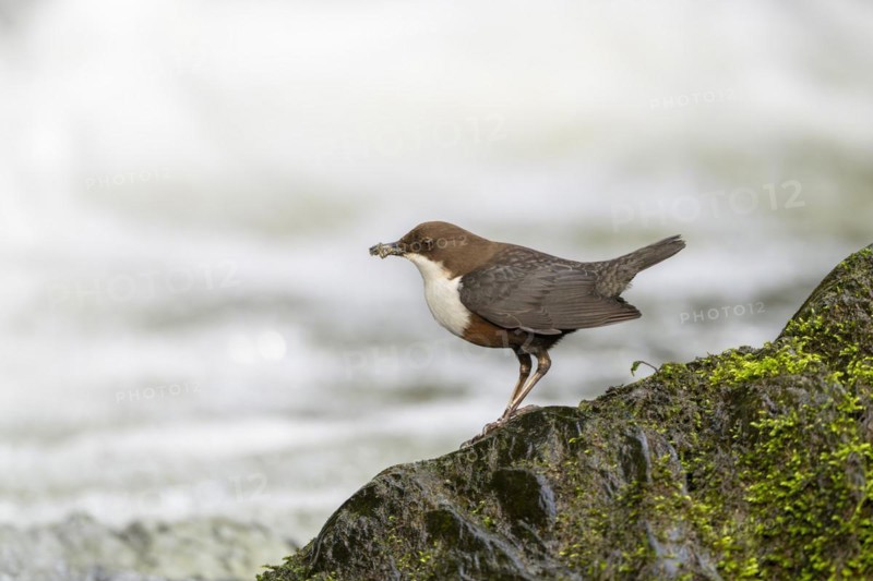 White-throated Dipper (Cinclus cinclus), at a torrent with larvae in its beak, Rhineland-Palatinate, Germany, Europe