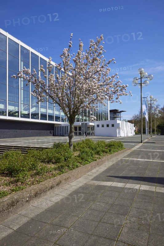 Blossoming cherry tree (Prunus) in front of the Musiktheater im Revier against blue sky in Gelsenkirchen, Ruhr area, independent city, North Rhine-Westphalia, Germany, Europe