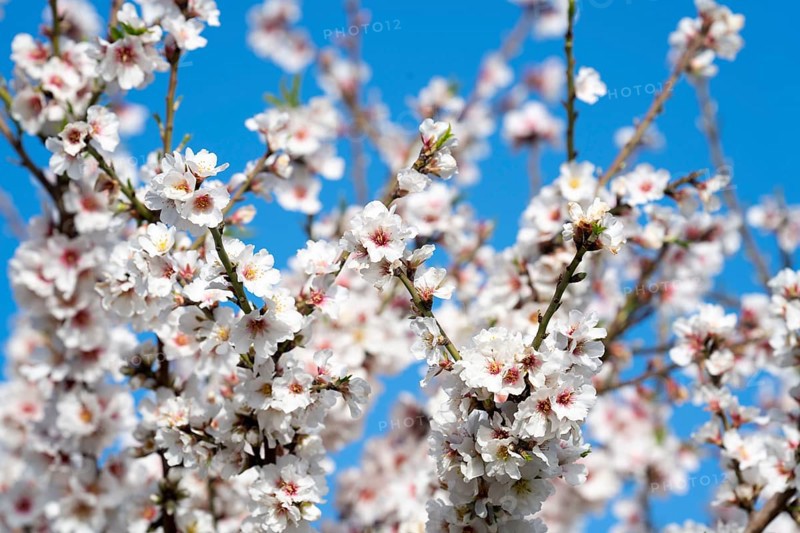 Almond blossom on Majorca, from January to March many hundreds of thousands of almond trees blossom on the Balearic island, Majorca, Spain, Europe