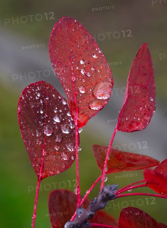 Smoke Tree (cotinus coggygria), leaves in autumn colour, covered with water droplets, Hessen, Germany, Europe