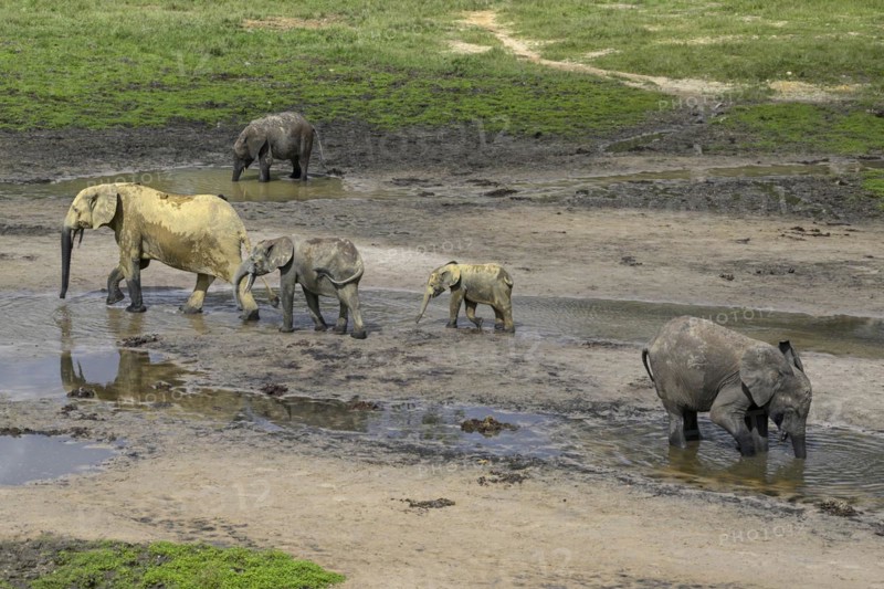 African forest elephants (Loxodonta cyclotis) in the Dzanga Bai forest clearing, Dzanga-Ndoki National Park, Unesco World Heritage Site, Dzanga-Sangha Complex of Protected Areas (DSPAC), Sangha-Mbaéré Prefecture, Central African Republic, Africa