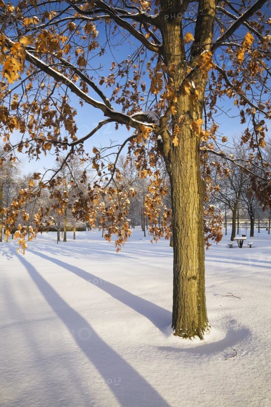 Quercus, Oak tree and branches with golden brown leaves covered with snow in early morning light in winter, Ile St-Jean, Terrebonne, Lanaudiere, Quebec, Canada, North America