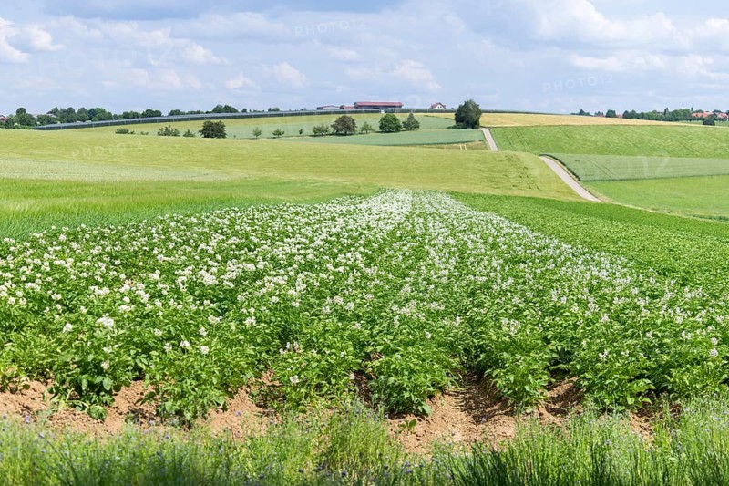 Flowering potato field, Baden-Württemberg, Germany, Europe