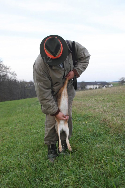 Hunter squeezing the bladder of a hunted brown hare (Lepus europaeus), Lower Austria, Austria, Europe