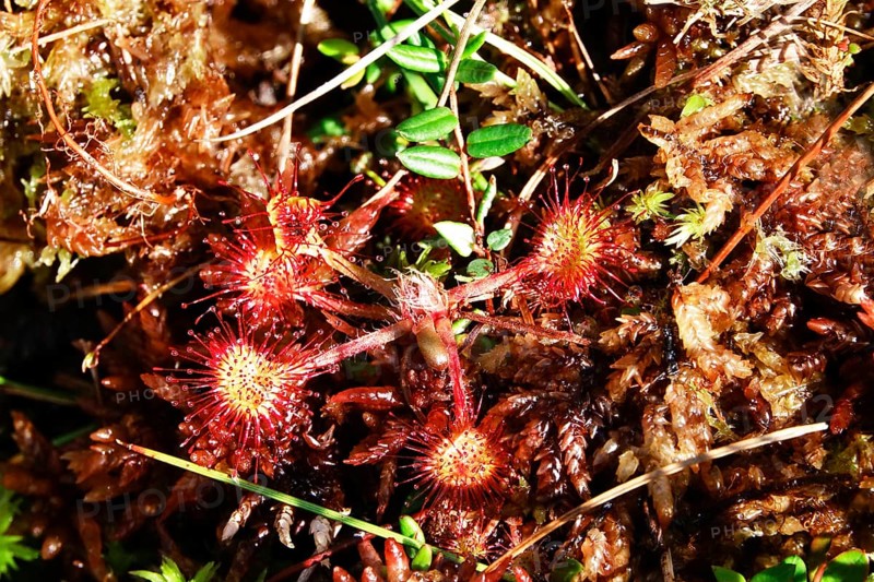 Sundew, Murnauer moss, August, Bavaria, Germany, Europe