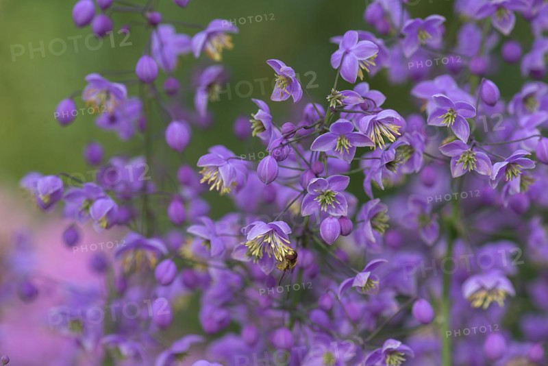 Chinese meadow rue (Thalictrum delavayi), Mecklenburg-Western Pomerania, Germany, Europe