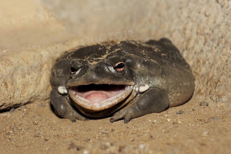 Colorado toad or Sonora desert toad (Incilius alvarius. Bufo alvarius), captive, occurrence in North America