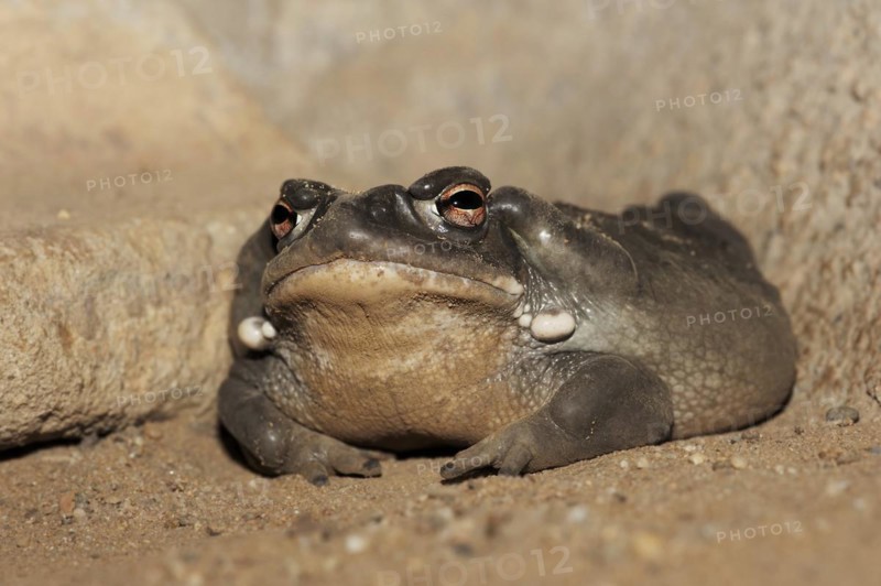 Colorado toad or Sonora desert toad (Incilius alvarius. Bufo alvarius), captive, occurrence in North America