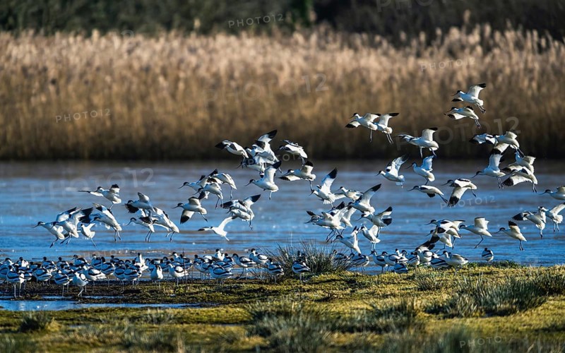 Pied Avocet, Recurvirostra avosetta, birds in flight over marshes at sunrise
