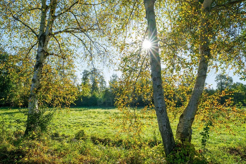 Birch trees (Betula) in autumn with yellow leaves in backlight with sun star, Lower Saxony, Germany, Europe