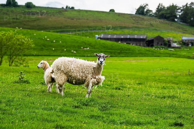 Sheeps and Farms in Yorkshire Dales National Park, North Yorkshire, England, United Kingdom, Europe