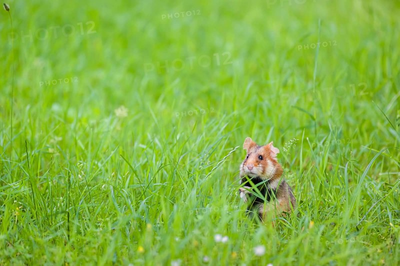 A European hamster (Cricetus cricetus), Eurasian hamster, black-bellied hamster or common hamster, standing tall in high grass, watching his surrounding for enemies and other hamsters