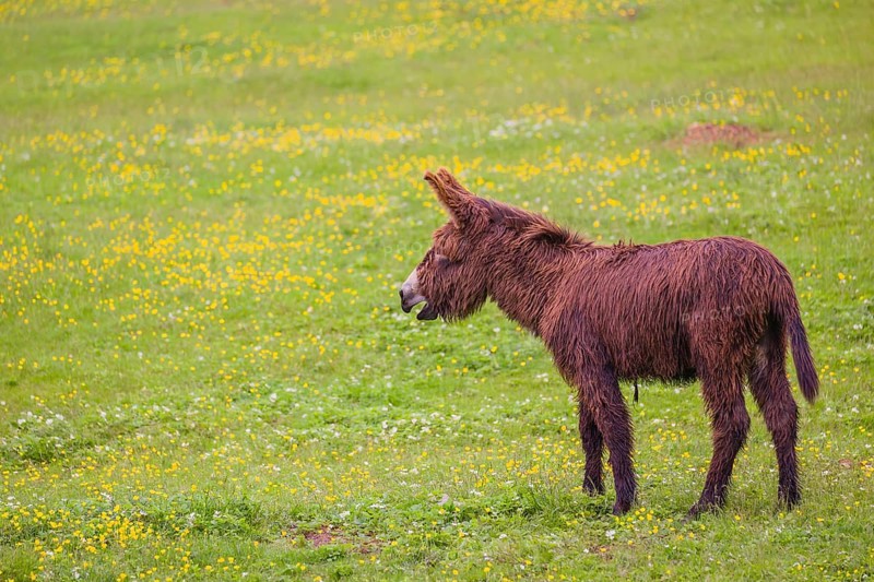 A mixed breed donkey foal runs across a green meadow