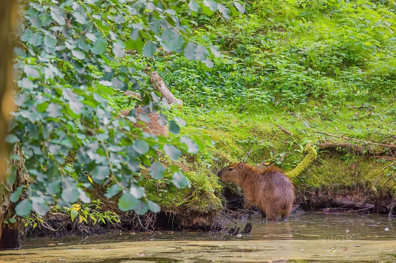 A (greater) capybara (Hydrochoerus hydrochaeris) searches for food in the dense riparian vegetation of a river