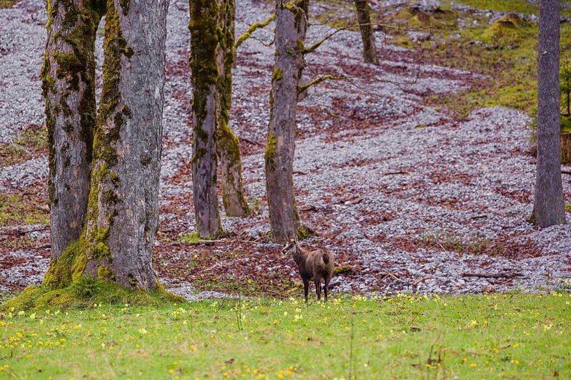 An adult chamois (Rupicapra rupicapra) stands in an open forest of Sycamore maple trees, Acer pseudoplatanus, in springtime