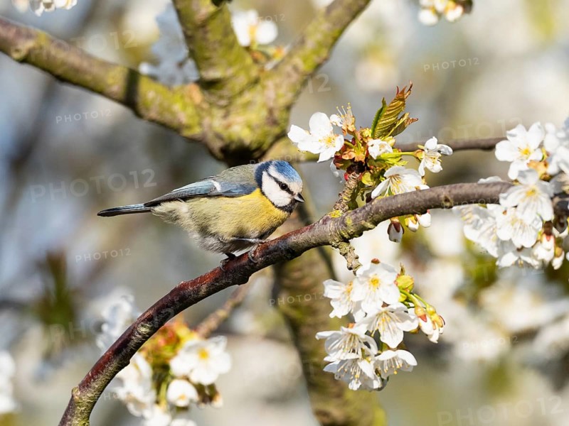 Blue Tit (Parus caeruleus), adult bird perched on a branch of a flowering cherry tree, Hesse, Germany, Europe