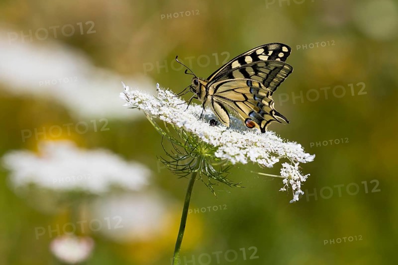 Swallowtail Butterfly (Papilio machaon), resting on a wild carrot (Daucus carota subsp. carota) flower head, Hesse, Germany, Europe