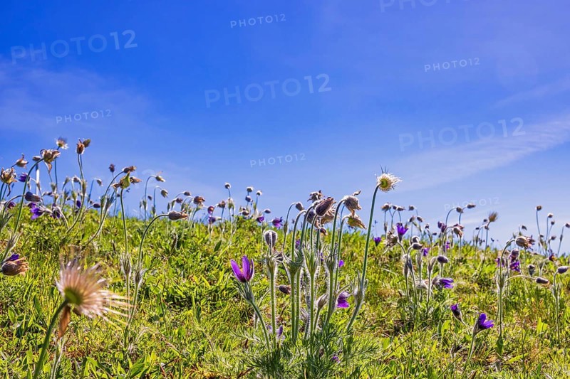 Blooming Pasqueflower (Pulsatilla vulgaris) in a meadow a sunny spring day with a clear blue sky