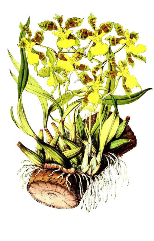Oncidium janeirense, orchid species from South America, plant and flower, digitally reworked reproduction of an original from the 19th century
