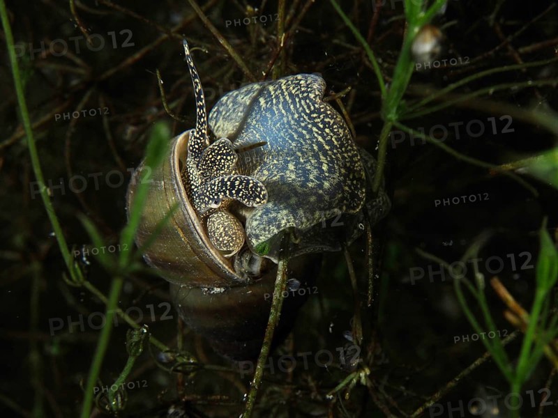 A river cover snail, Viviparus viviparus, between aquatic plants, Wildsau dive site, Berlingen, Lake Constance, Switzerland, Germany, Europe