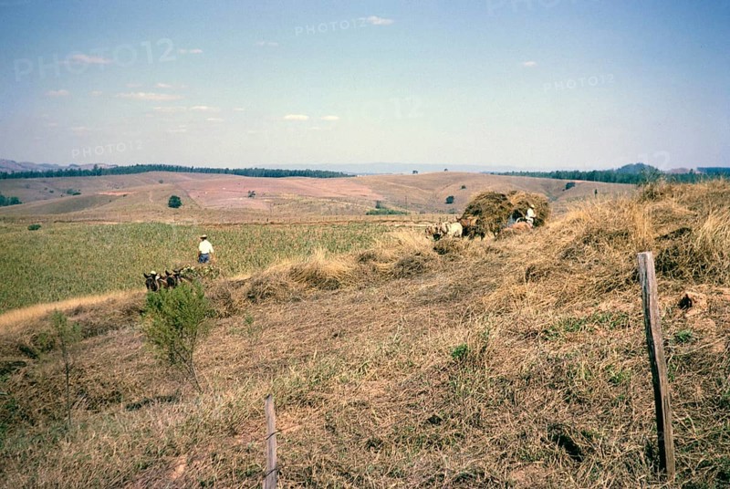 Cattle feed is collected by horse and cart, Fazenda Sant' Anna, Campinas, Brazil, South America 1962, South America