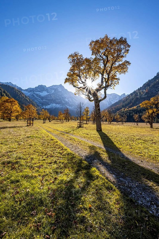 Sycamore maple with autumnal yellow foliage and sun star, large maple base in autumn, rocky mountain peaks with Spritzkarspitze in the background, Rißtal in the Eng, Karwendel, Tyrol, Austria, Europe