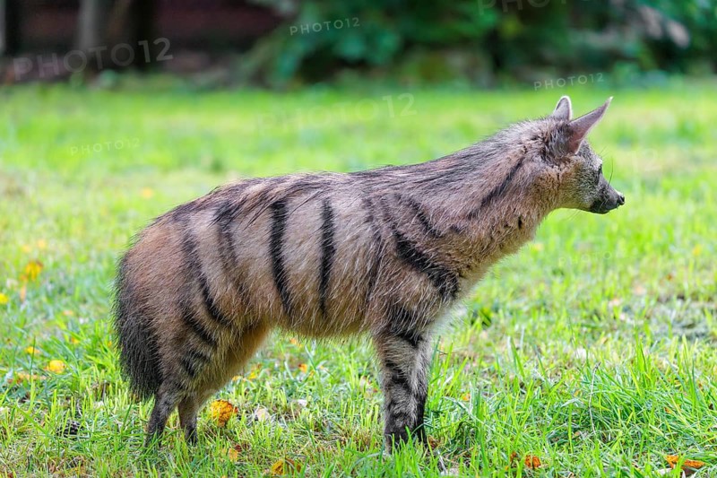 An aardwolf (Proteles cristatus) stands in a green meadow