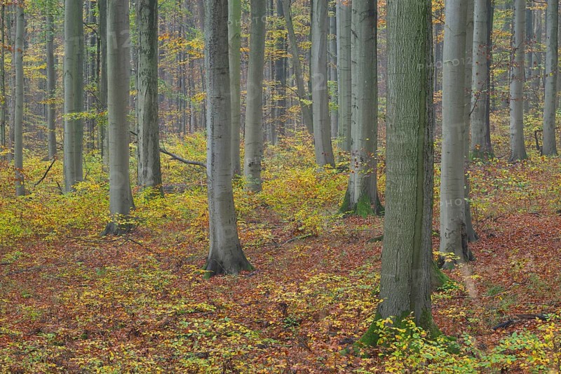 Near-natural deciduous forest in autumn with colourful leaves, copper beech (Fagus sylvatica), Hainich National Park, Thuringia, Germany, Europe