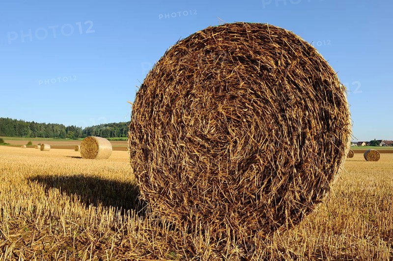Large bale of straw on a field ready for harvest under a clear sky, Upper Palatinate