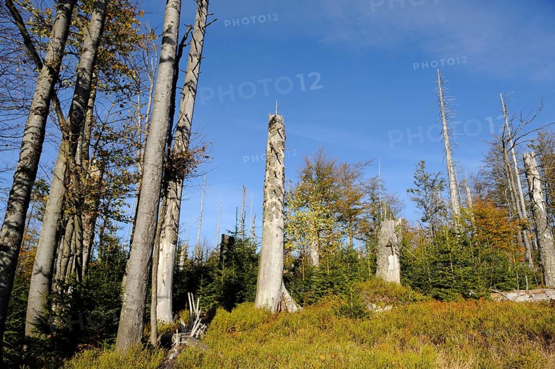 Forest with dead trees and blue sky, Lusen, Bavarian Forest National Park
